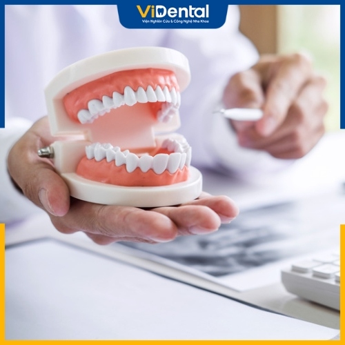 Cụm răng cửa nằm tại vị trí răng số 1 và răng số 2